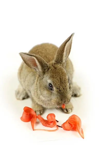 Conejo con flor —  Fotos de Stock