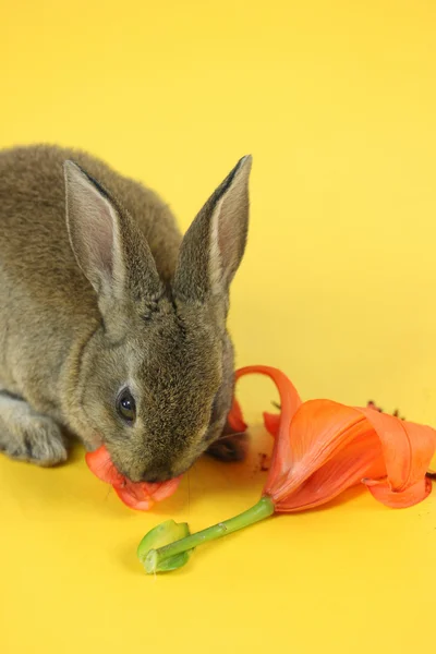 Kanin med blomma — Stockfoto