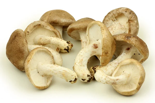 Mucchio di funghi — Foto Stock