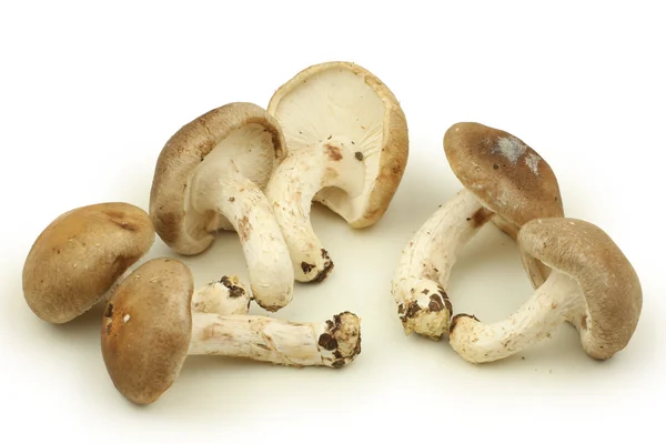 Pile of mushrooms — Stock Photo, Image