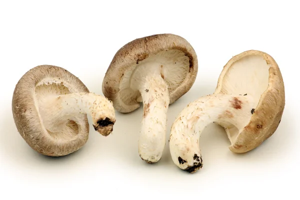 Сырые грибы — стоковое фото