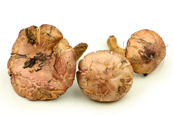 Funghi gialli — Foto Stock