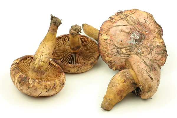 Quatro cogumelos — Fotografia de Stock