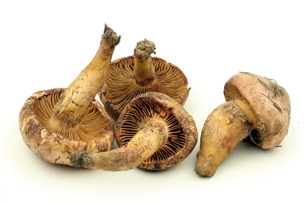 Vier paddestoelen — Stockfoto