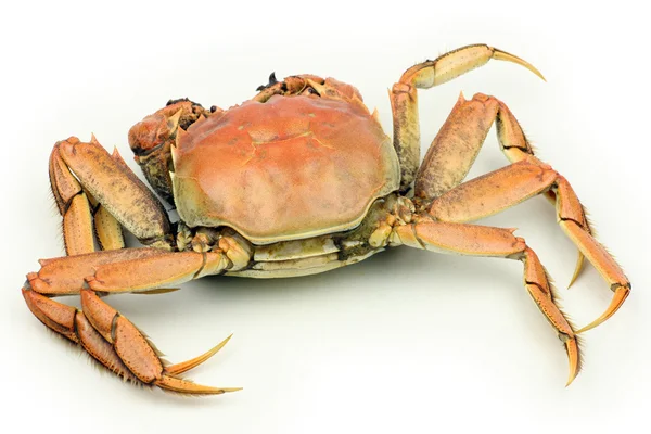 Oranje krab — Stockfoto