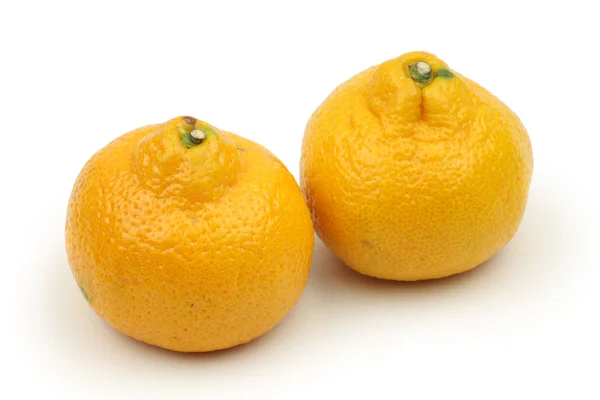 Tropische Orangen — Stockfoto