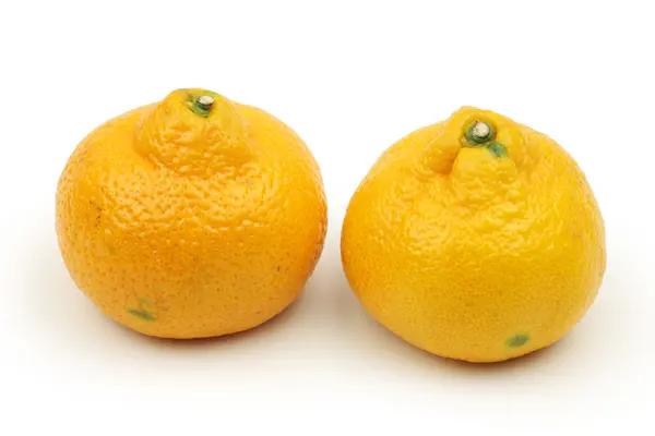Тропический апельсин — стоковое фото