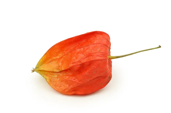 Röd physalis — Stockfoto