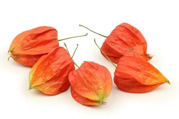 Red physalis — Stock Photo, Image