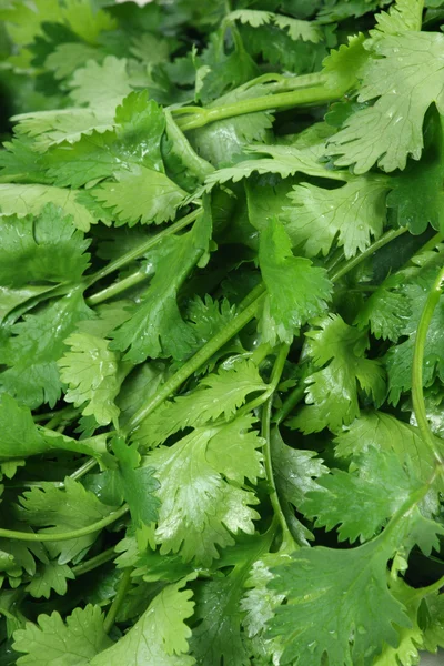 kişniş brunch