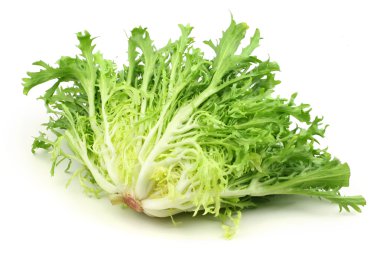 taze sonchus