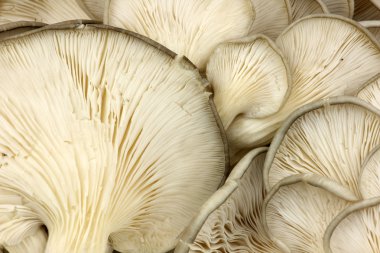 İstiridye mantarı.