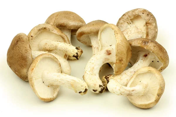 Shiitake-Pilze — Stockfoto