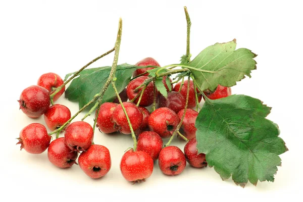 Pile of hawthorn — Stock Photo, Image