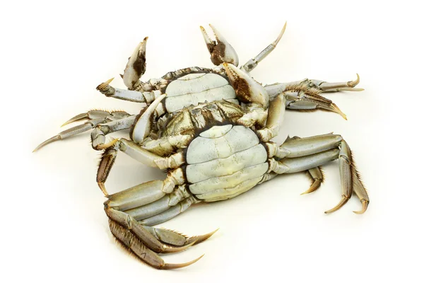 Crabs — Stock Photo, Image