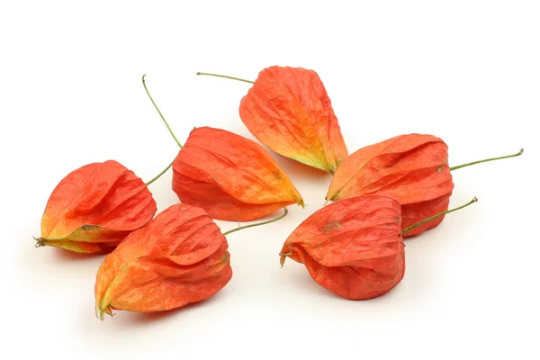 Red physalis — Stock Photo, Image
