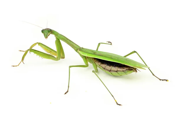 Mantis orante . —  Fotos de Stock