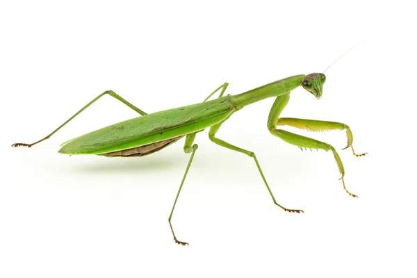 Mantis orante . — Foto de Stock