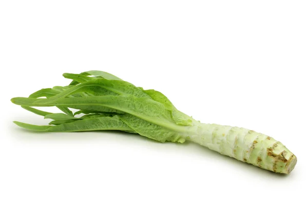 Asparagus lettuce — Stock Photo, Image