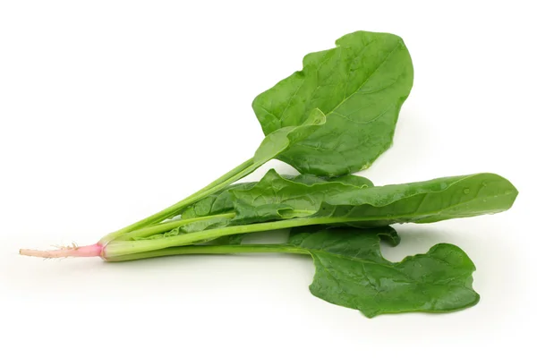 Blätter von Spinat — Stockfoto