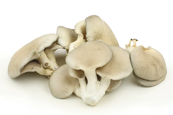 Куча грибов — стоковое фото