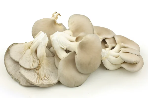 Heap of mushrooms — Stockfoto