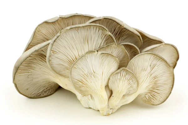 Heap of mushrooms — Stockfoto