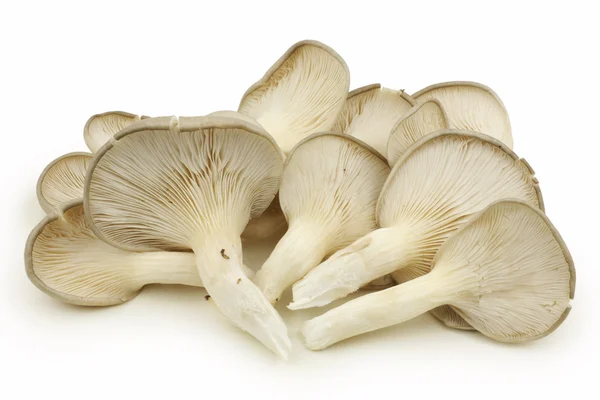 Funghi dell'ostrica — Foto Stock