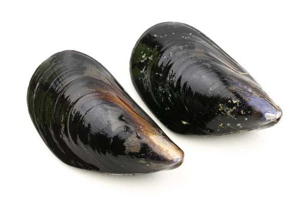 Healthy  mussels — Stock Photo, Image