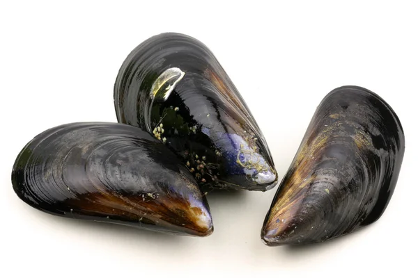 Fresh mussels — Stock Photo, Image