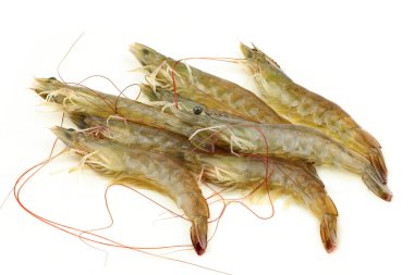 Group of shrimps