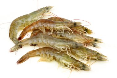 Group of shrimps