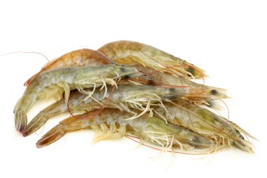 Group of shrimps
