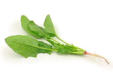 ıspanak yaprakları