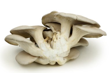 İstiridye mantarı.