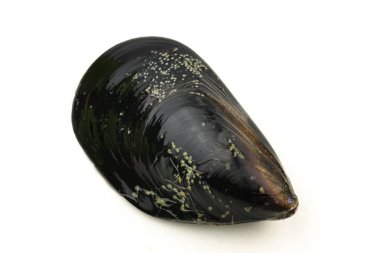 taze midye