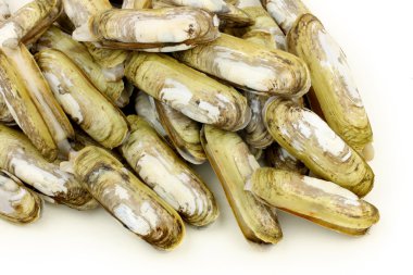 ustura istiridye yığın