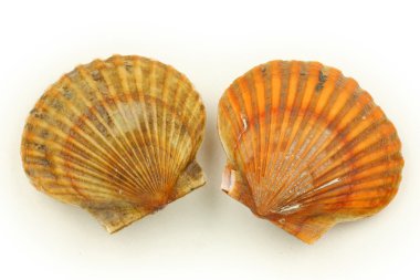 iki tarak