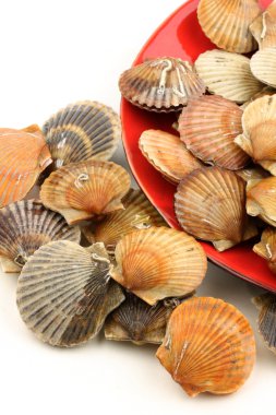 Canlı deniz tarağı