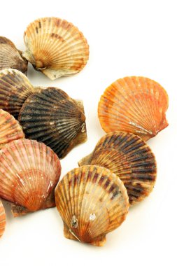 Canlı deniz tarağı