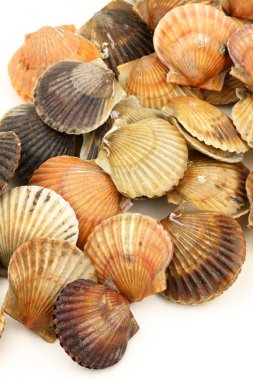 Canlı deniz tarağı