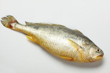 kurbağa balık