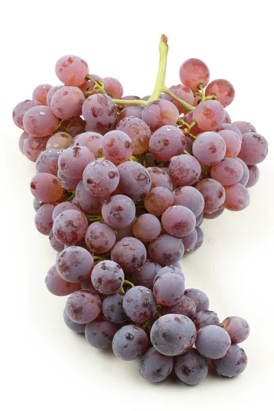 Autumn grapes — Stock Photo, Image