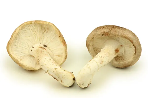 Shiitake champignons — Stockfoto