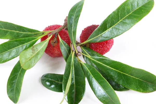 Erdbeerbaum mit Blättern — Stockfoto