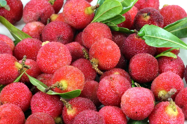 Arbutus 힙 — 스톡 사진