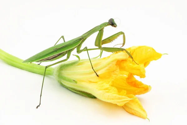 Praying Mantis — Stock Photo, Image