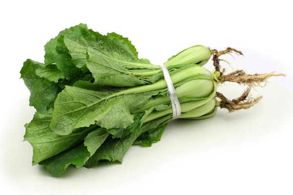 Chinese cabbage — Stock Photo, Image