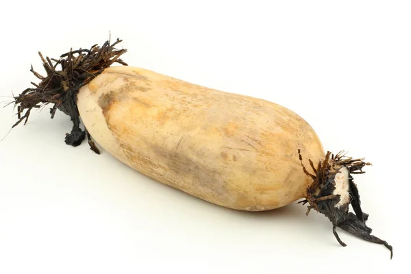 Raw lotus root — Stock Photo, Image