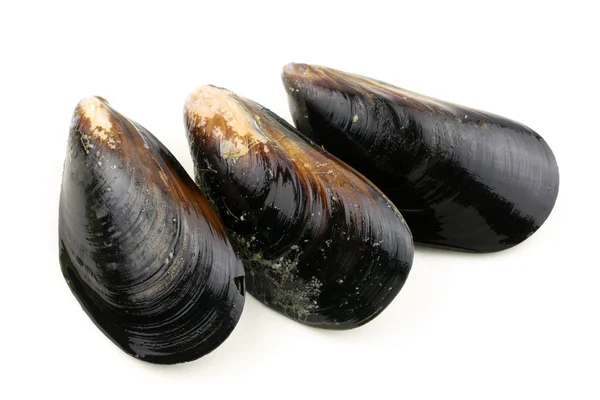 Fresh mussels — Stock Photo, Image